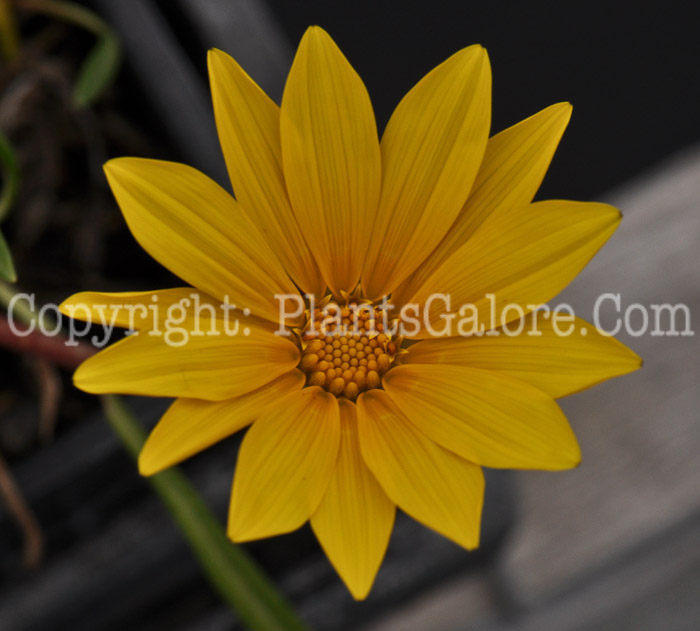 PGC-A-Gazania-linearis-05-2012-2