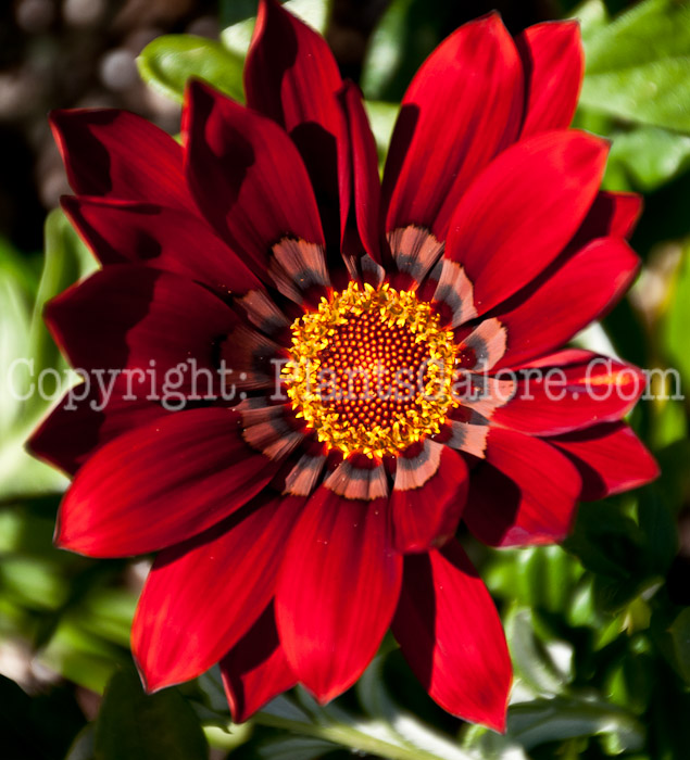 PGC-A-Gazania-rigens-Gazoo-Red-with-Ring-0714-2