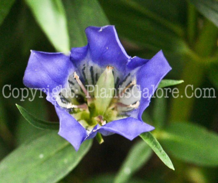 PGC-P-Gentiana-True-Blue-2010-01