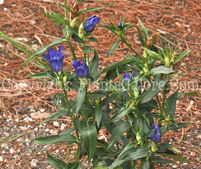 PGC-P-Gentiana-True-Blue-2010-03