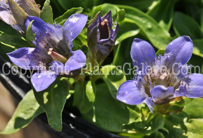 PGC-P-Gentiana-septemfida-Lagodechiana-8-2011-001