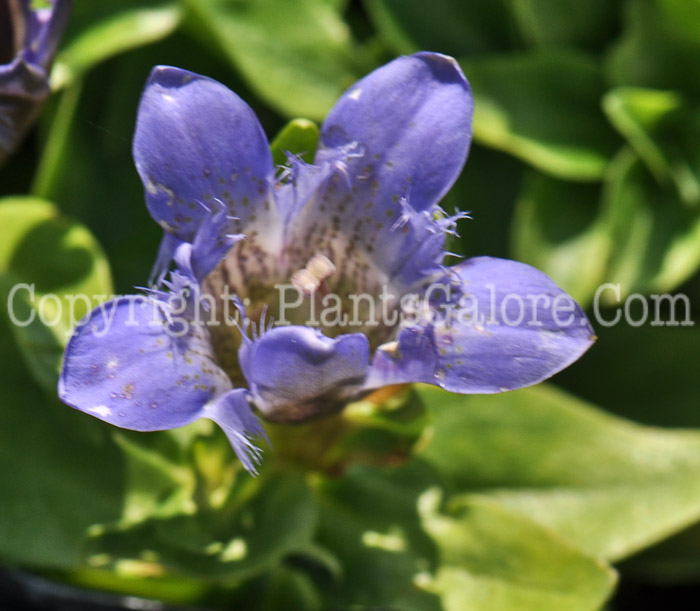 PGC-P-Gentiana-septemfida-Lagodechiana-8-2011-002