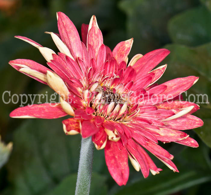 PGC-A-Gerbera-Cartwheel-Strawberry-Twist-0514e-2