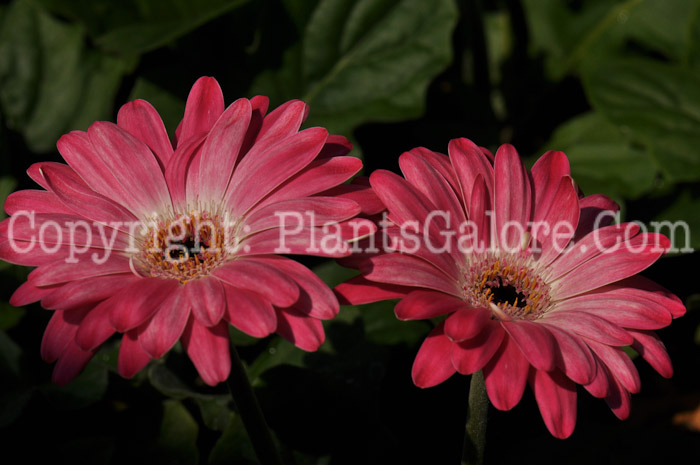 PGC-A-Gerbera-Crazy-Daisy-03-2012-2