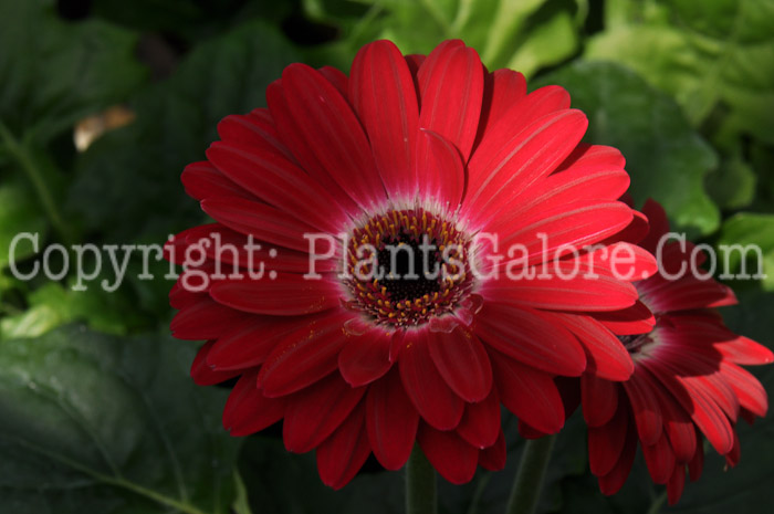 PGC-A-Gerbera-Dark-Eye-Pink-msu-2012-1