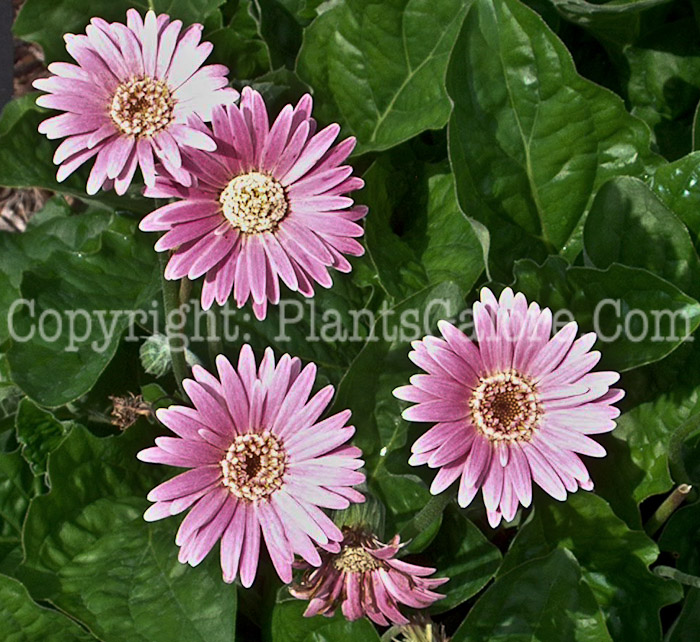 PGC-A-Gerbera-Drakenburg-Daisy-Pink-x3x-2010-001