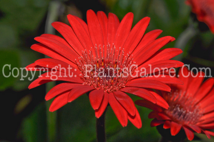 PGC-A-Gerbera-Drakensberg-Scarlet-05-12-1