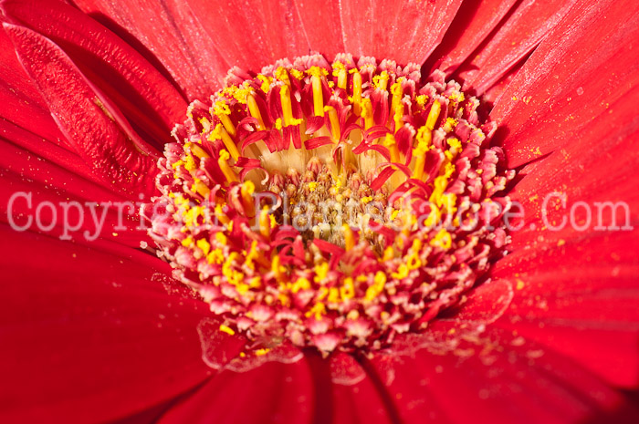 PGC-A-Gerbera-Valentine-0414-2