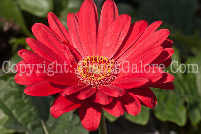 PGC-A-Gerbera-Valentine-0414-3