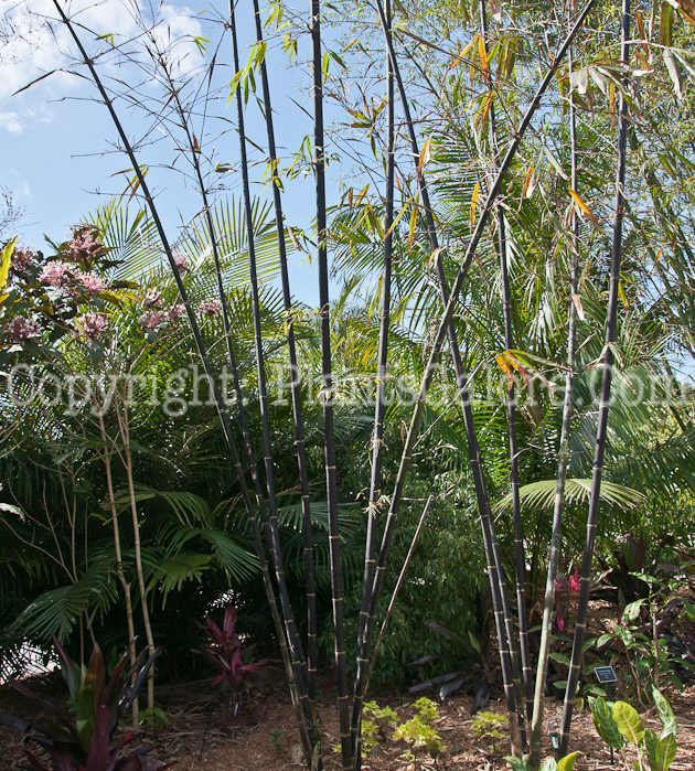 PGC-G-Gigantochloa-atroviolacea-aka-Giant-Black-Bamboo-0214-4