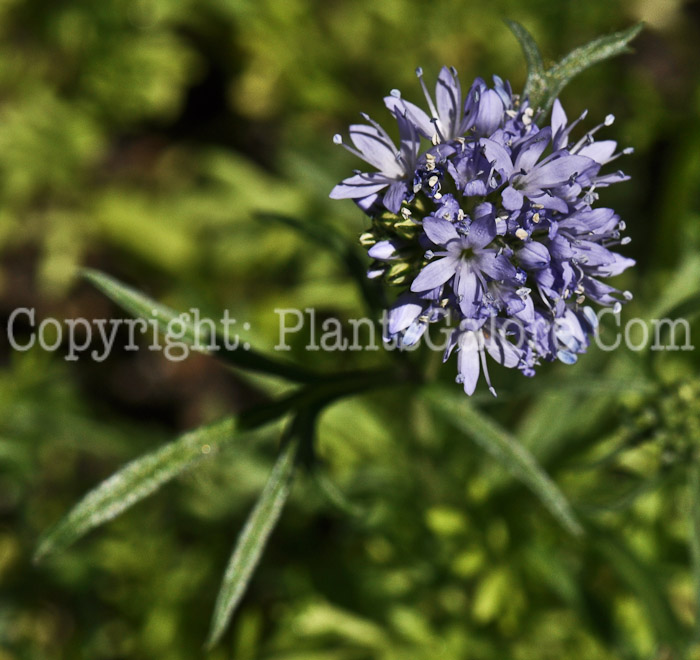 PGC-A-Gilia-capitata-08-2012-1