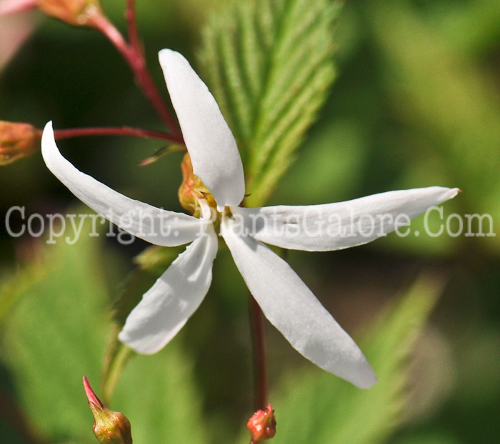 PGC-P-Gillenia-trifoliata-2011-001