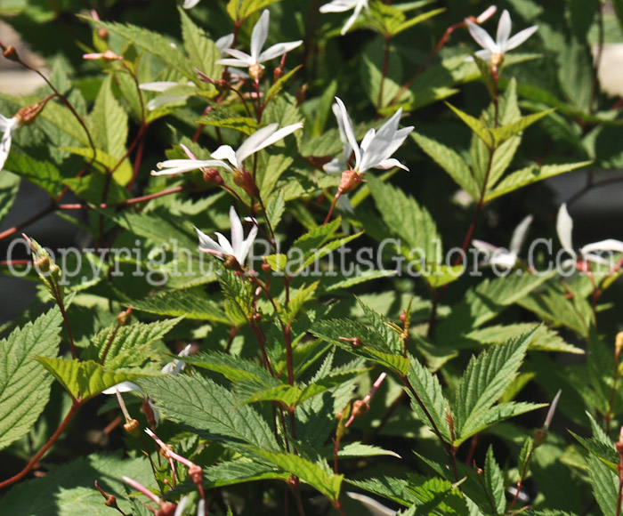 PGC-P-Gillenia-trifoliata-2011-003