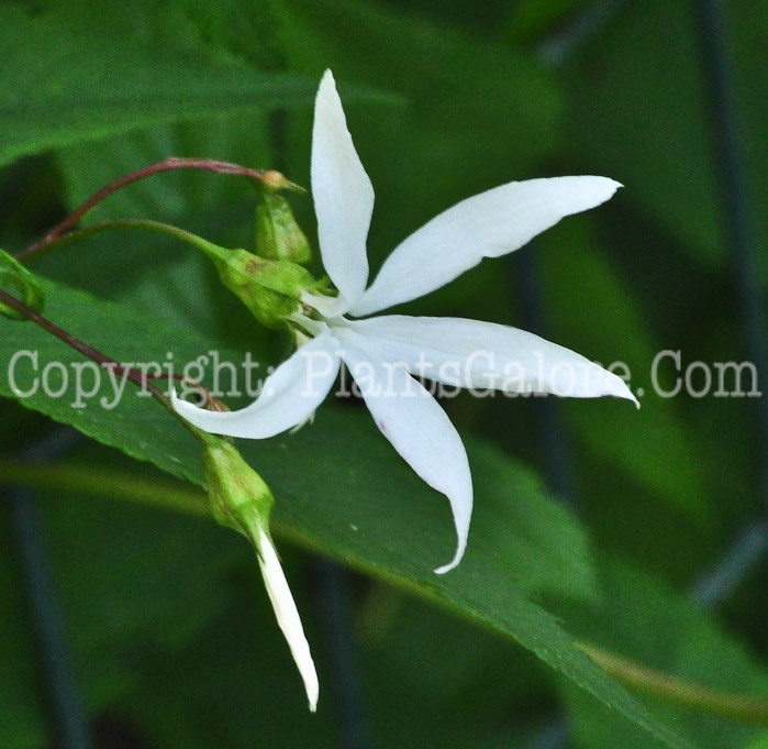 PGC-P-Gillenia-trifoliata-aka-Indian-Physic-613-1