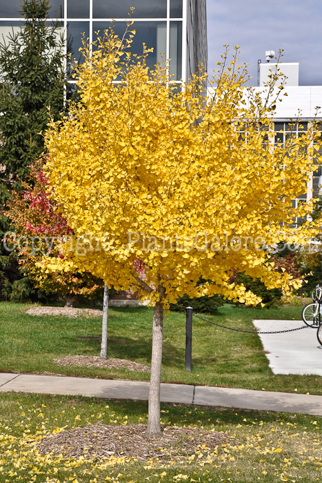 PGC-T-Ginkgo-biloba-Autumn-Gold-0-1