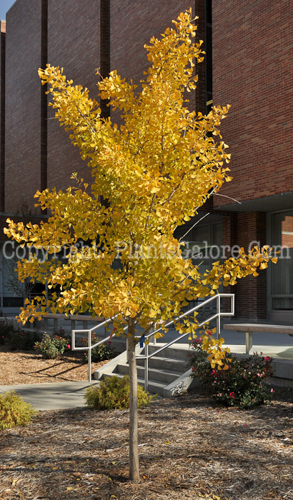 PGC-T-Ginkgo-biloba-Autumn-Gold-0-2