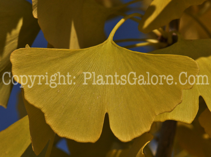 PGC-T-Ginkgo-biloba-Autumn-Gold-1-2