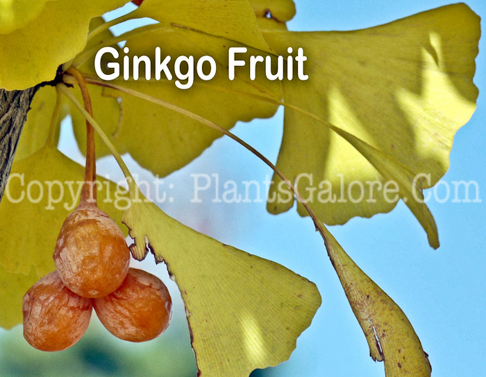 PGC-T-Ginkgo-biloba-Autumn-Gold-2-2