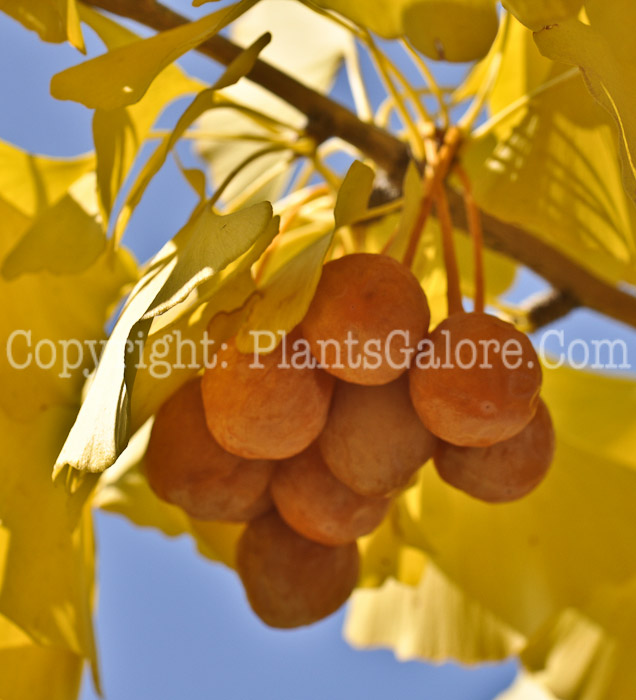 PGC-T-Ginkgo-biloba-Autumn-Gold-2-3