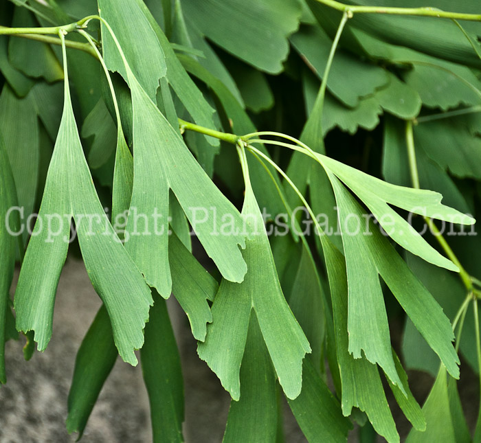 PGC-T-Ginkgo-biloba-Saratoga-aka-Ginkgo-0714-3