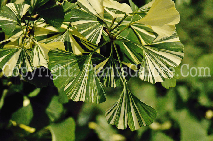 PGC-T-Ginkgo-biloba-Variegata-2010-007