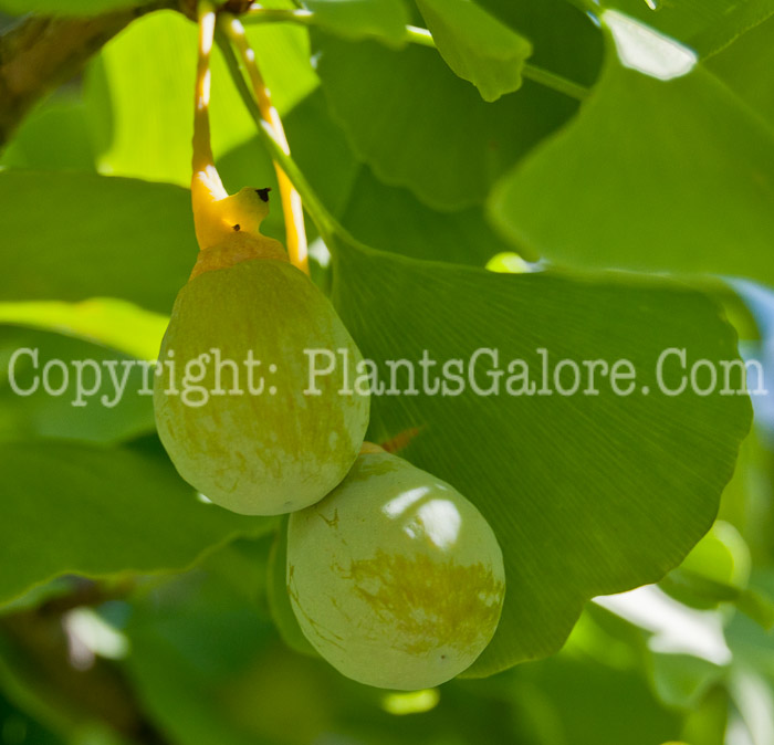 PGC-T-Ginkgo-biloba-aka-Maindenhair-Tree-fruit-5