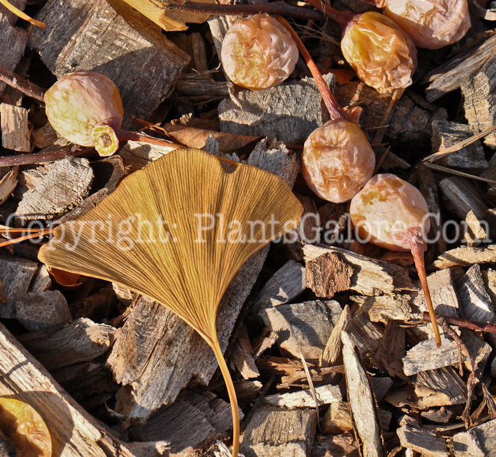 PGC-T-Ginkgo-biloba-aka-Maindenhair-Tree-leaf-1