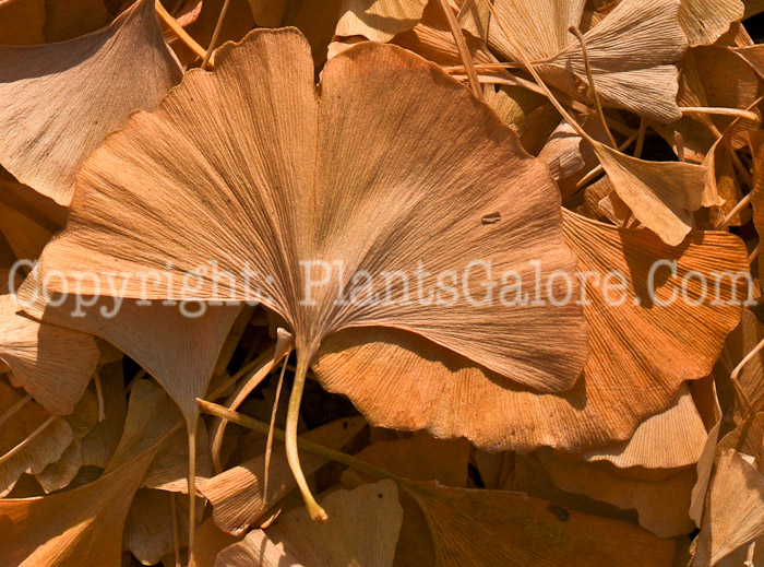 PGC-T-Ginkgo-biloba-aka-Maindenhair-Tree-leaf-2
