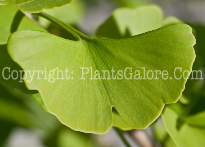 PGC-T-Ginkgo-biloba-aka-Maindenhair-Tree-leaf-5