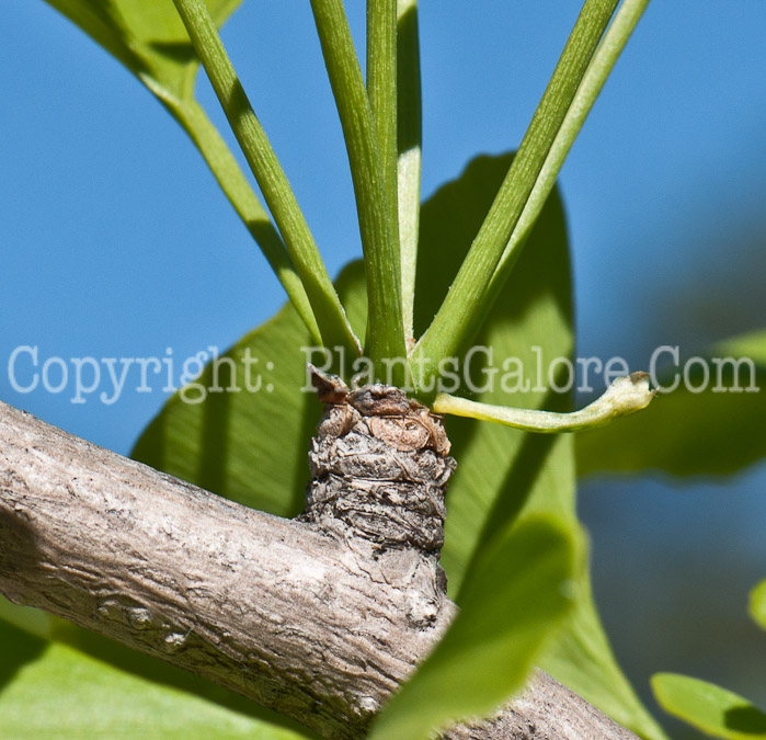 PGC-T-Ginkgo-biloba-aka-Maindenhair-Tree-twig-5