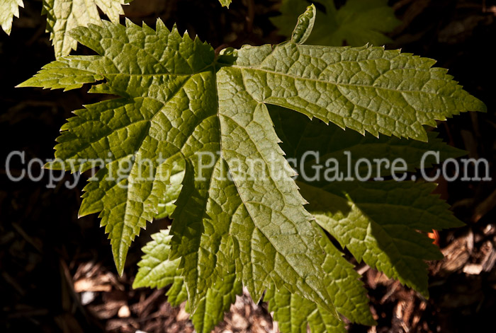 PGC-P-Glaucidium-palmatum-aka-Japanese-Wood-Poppy-0614-2