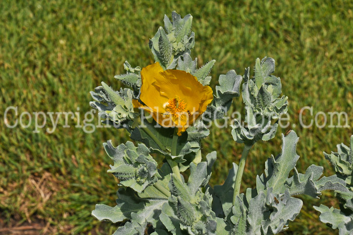 PGC-P-Glaucium-flavum-05-12-1