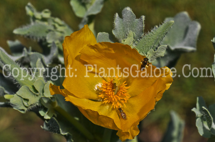 PGC-P-Glaucium-flavum-05-12-2