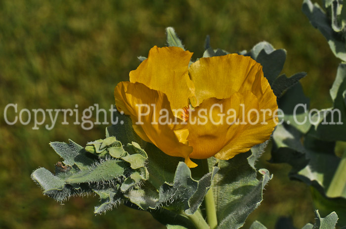 PGC-P-Glaucium-flavum-05-12-3