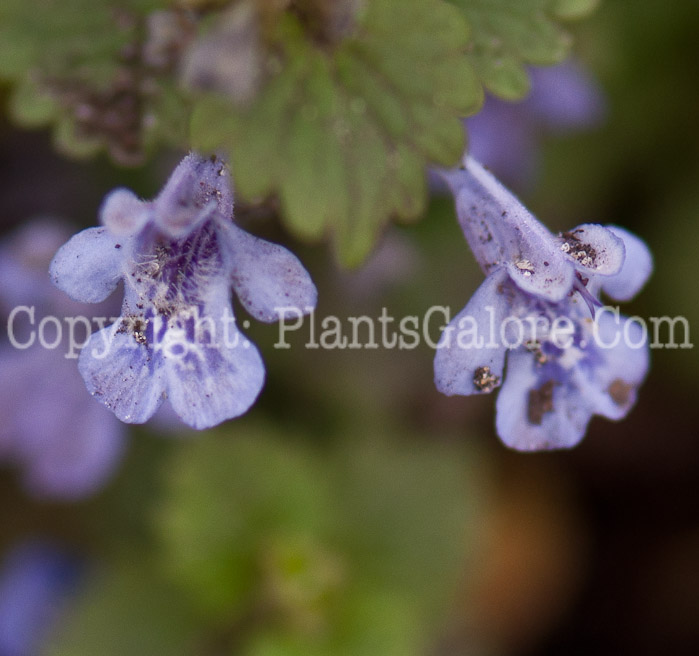 PGC-P-Glechoma-hederacea-aka-Creeping-Charlie-0514e-1