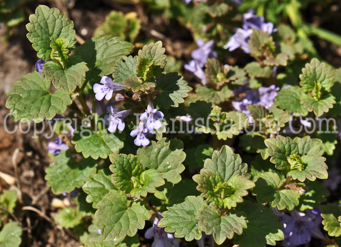 PGC-P-Glechoma-hederacea-aka-Creeping-Charlie-12