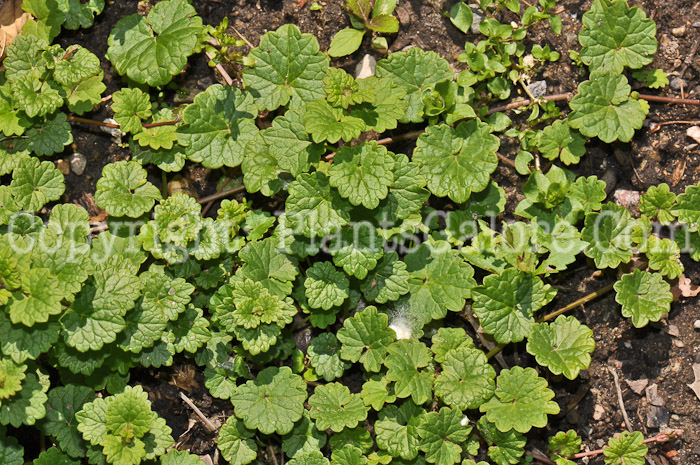 PGC-P-Glechoma-hederacea-aka-Creeping-Charlie-leaf-2