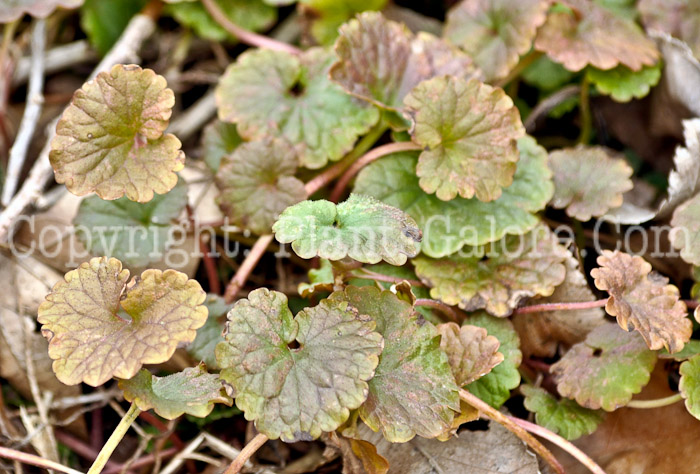 PGC-P-Glechoma-hederacea-aka-Creeping-Charlie-leaf-5