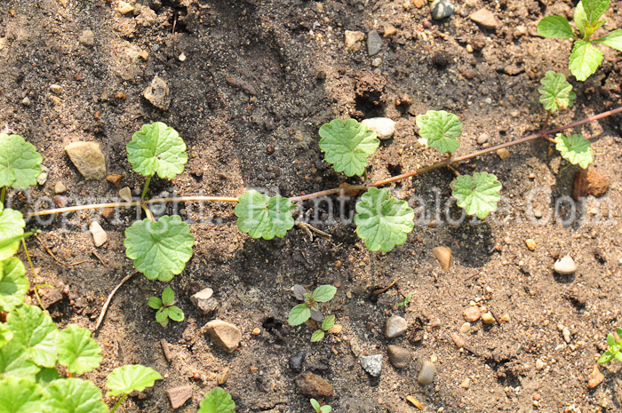 PGC-P-Glechoma-hederacea-aka-Creeping-Charlie-leaf-7