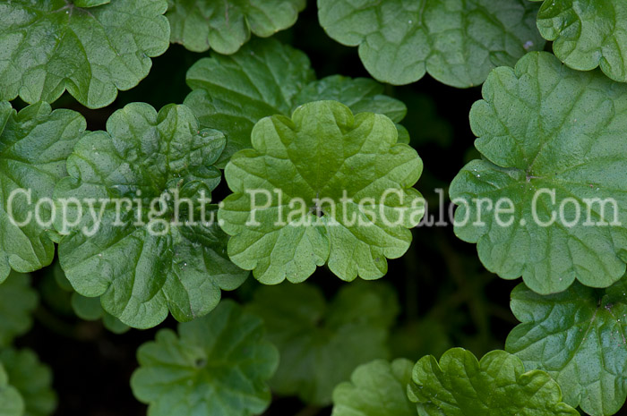 PGC-P-Glechoma-hederacea-aka-Creeping-Charlie-leaf-8