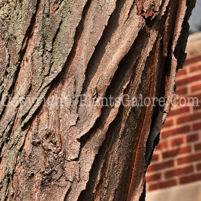 PGC-T-Gleditsia-triacanthos-aka-Honeylocust-bark-1