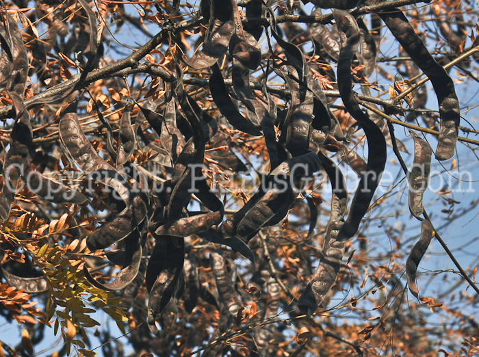 PGC-T-Gleditsia-triacanthos-aka-Honeylocust-fruit-2