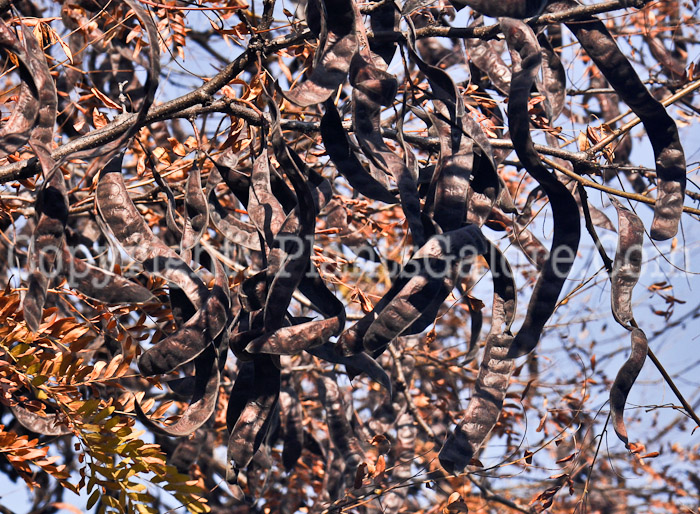 PGC-T-Gleditsia-triacanthos-aka-Honeylocust-fruit-3