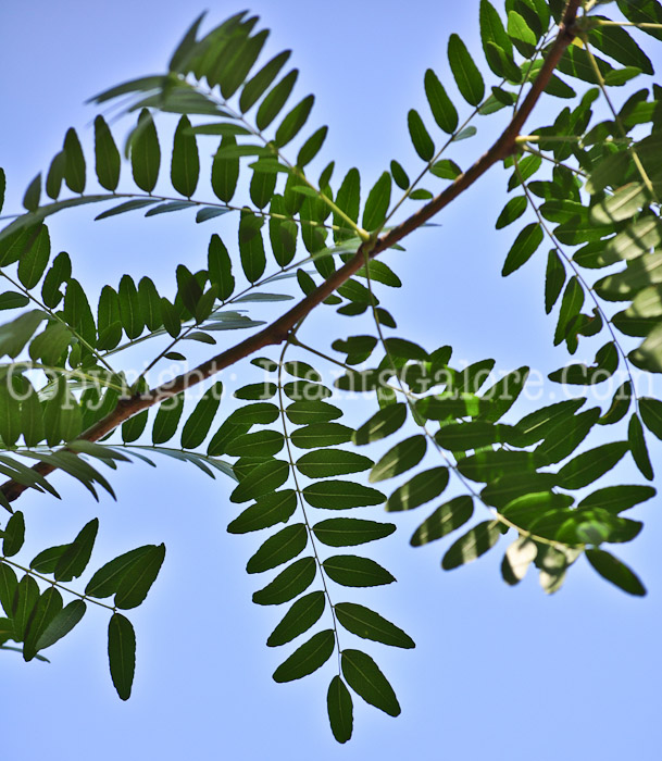 PGC-T-Gleditsia-triacanthos-aka-Honeylocust-leaf-3