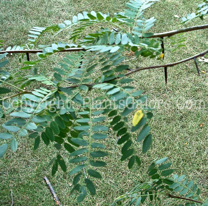 PGC-T-Gleditsia-triacanthos-aka-Honeylocust-spines-1-1