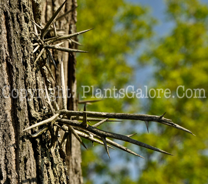 PGC-T-Gleditsia-triacanthos-aka-Honeylocust-spines-2-1