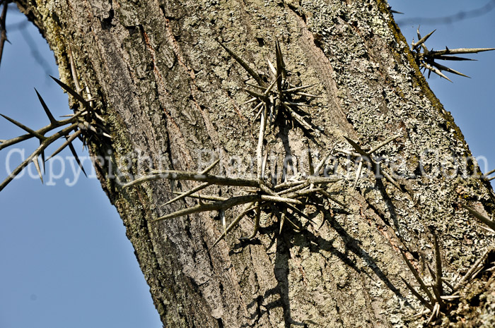 PGC-T-Gleditsia-triacanthos-aka-Honeylocust-spines-3