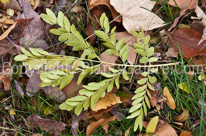 PGC-T-Gleditsia-triacanthos-var-inermis-aka-Thornless-Honeylocust-leaf-1