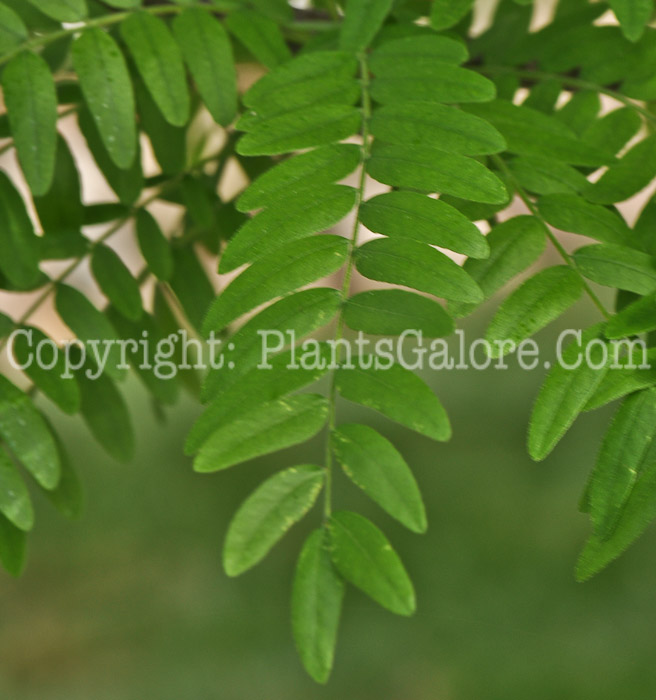 PGC-T-Gleditsia-triacanthos-var-inermis-aka-Thornless-Honeylocust-leaf-4