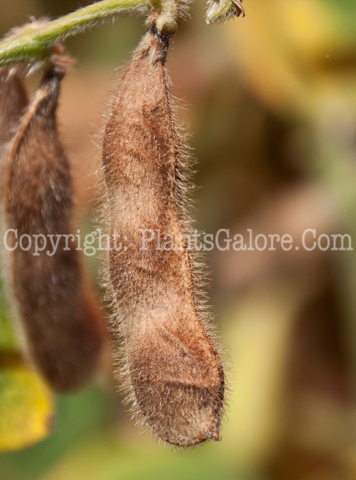 PGC-A-Glycine-max-aka-Soybean-0614-1